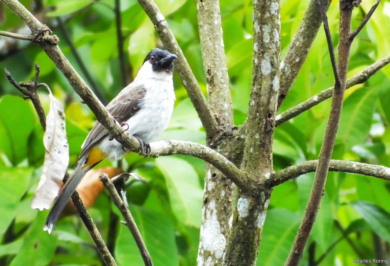image Sooty-headed Bulbul